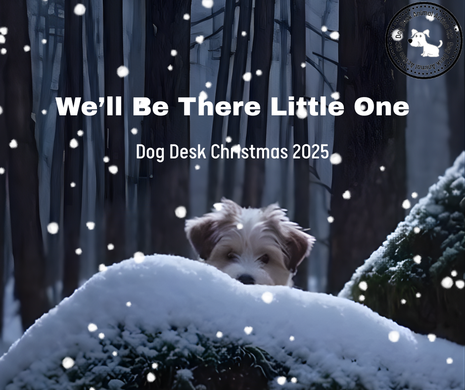 We’ll Be There, Little One – A Christmas Song of Hope for Stray Animals