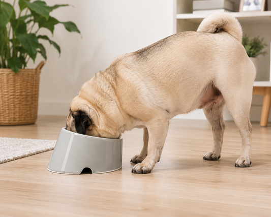 Scruffs Classic Flat Faced Dog Bowl