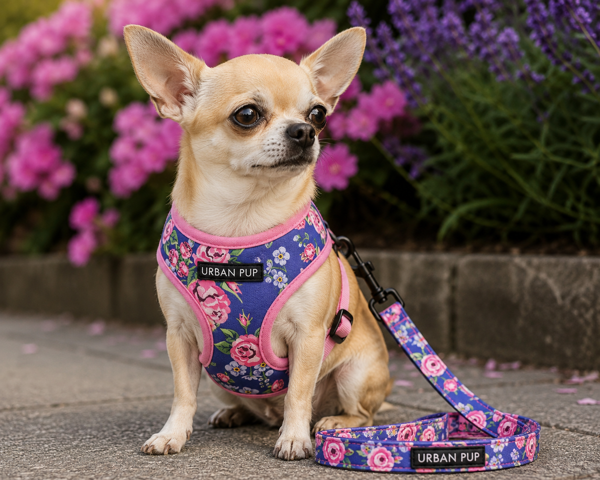 Pink / Blue Floral Burst Dog Harness